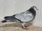 Koppel postduiven zwart - meeuw Leus - Sion-Tournier, Meerdere dieren, Postduif