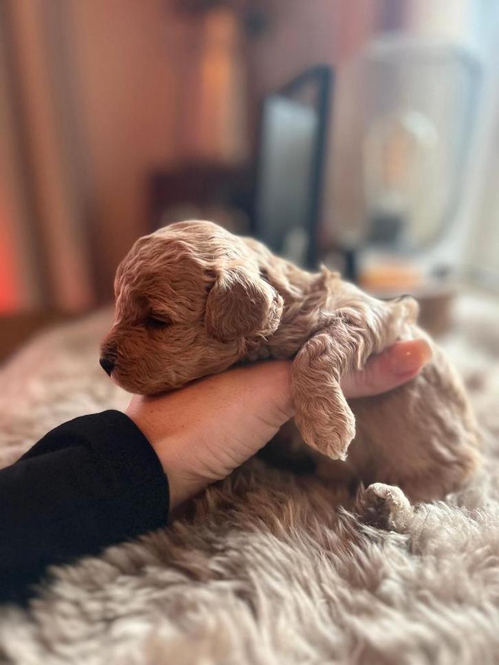 Dwerg/Toypoedel puppy's reutjes, Dieren en Toebehoren, Honden | Teckels en Dashonden, Reu, Korthaar, Dwerg, Particulier, Meerdere