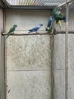 Halsbanden, Meerdere dieren, Parkiet