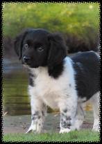 Raszuivere 𝗳𝗿𝗶𝗲𝘀𝗲 𝘀𝘁𝗮𝗯𝗶𝗷 pups zoeken baasjes ♡︎, Overige rassen, 8 tot 15 weken, CDV (hondenziekte), Meerdere