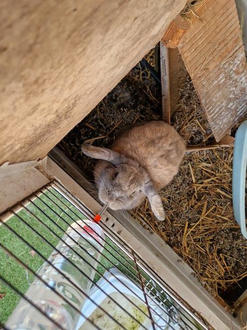 Konijn met hok, Dieren en Toebehoren, Konijnen, Vrouwelijk