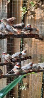 Zebravinken  5 voor  10 euro, Dieren en Toebehoren, Meerdere dieren