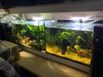 Aquarium 2x met 3 eheim pompen, Dieren en Toebehoren, Vissen | Aquaria en Toebehoren, Ophalen, Gevuld zoetwateraquarium
