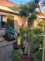 Pinus sylvestris pon pon bonsai, Tuin en Terras, Planten | Bomen, Bloeit niet, Overige soorten, Minder dan 100 cm, Ophalen