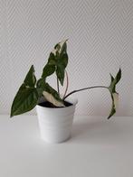 Syngonium variegata, Huis en Inrichting, Kamerplanten, Ophalen, Overige soorten, Halfschaduw, Minder dan 100 cm