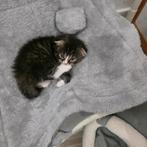 Ragdoll kittens, Dieren en Toebehoren, Meerdere dieren