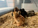 Kleurlegger kuikens te koop!, Dieren en Toebehoren, Pluimvee, Meerdere dieren, Kip