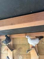 Koppel portugese tuimelaars, Dieren en Toebehoren, Vogels | Duiven, Meerdere dieren