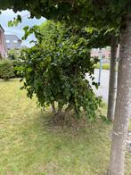 Krul hazelaar, Ophalen, 100 tot 250 cm