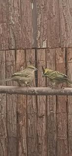 Te koop koppel groene kardinalen 2025, Dieren en Toebehoren, Meerdere dieren, Geringd