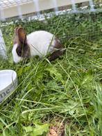 NHD dwerg hangoor konijntjes 12 week, Dieren en Toebehoren