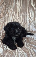 Australian shepherd X Middenslagpoedel pups, 2 reutjes, Dieren en Toebehoren, Reu, CDV (hondenziekte), 8 tot 15 weken, Meerdere