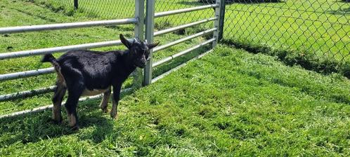 Te Koop: Jong Black en Tan dwergbokje, Dieren en Toebehoren, Schapen, Geiten en Varkens, Geit, Mannelijk, 0 tot 2 jaar