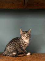 Knappe kittens, Dieren en Toebehoren, Katten en Kittens | Overige Katten, Meerdere dieren, Kortharig, 0 tot 2 jaar