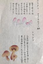 Botanische aquarel Iwasaki Tsunemasa Honzo Zufu paddestoelen, Ophalen of Verzenden