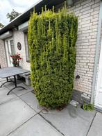 2 grote taxus struiken, hoog 200 cm en 100 cm breed, Ophalen, Taxus, Struik, 100 tot 250 cm