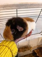 cavia - Teddy cavia - US teddy cavia, Januari, Mannelijk, Cavia