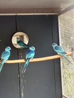 Blauwe barnard parkiet poppen, Dieren en Toebehoren, Vogels | Parkieten en Papegaaien, Meerdere dieren, Parkiet