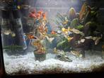 Gup, Dieren en Toebehoren, Vissen | Aquariumvissen, Vis