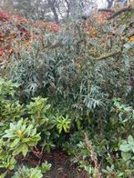 Sterke Vlinderstruik, Overige soorten, 100 tot 250 cm, Zomer, Ophalen