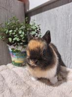 Konijntjes super lief en super tam., Meerdere dieren, Dwerg