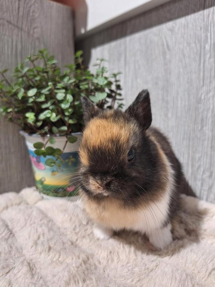 Konijntjes super lief en super tam., Dieren en Toebehoren, Konijnen, Dwerg, Meerdere dieren