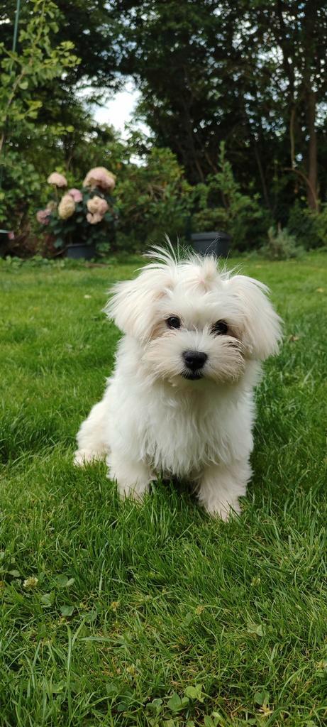 Bichon Malteser Bichon frise honden puppies, Dieren en Toebehoren, Honden | Chihuahua's en Gezelschapshonden, Meerdere dieren