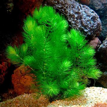 waterplanten, waterlelie, lelieaarde, substraat, pootmanden beschikbaar voor biedingen