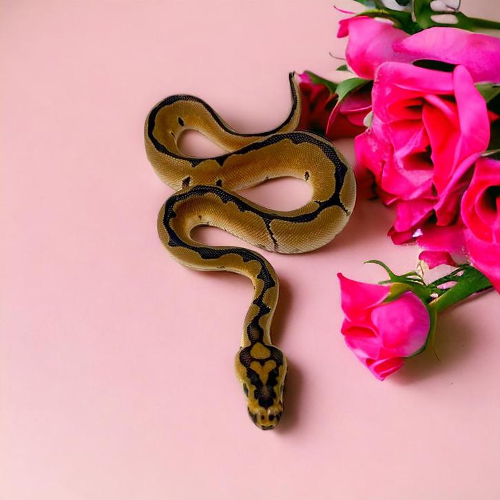 Python Regius - Koningspythons