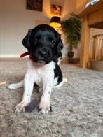 Friese stabij X heidewachtel pups, Rabiës (hondsdolheid), Overige rassen, 8 tot 15 weken, Meerdere