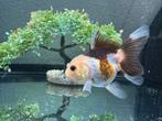 Panda Oranda (Fancy Goldfish), Karper of Koi