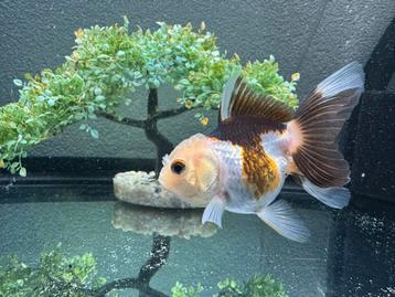 Panda Oranda (Fancy Goldfish) beschikbaar voor biedingen