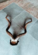 Grote koedoe/kudu schedel met hoorns op plateau, Gebruikt, Ophalen