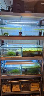 Aquarium, Dieren en Toebehoren, Vissen | Aquaria en Toebehoren, Ophalen, Leeg aquarium