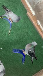 Twee mannen en vrouwetje taklas, Meerdere dieren