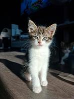 Kater te koop, Dieren en Toebehoren, Meerdere dieren