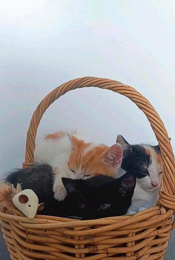 Prachtige lieve kittens te koop! (gevaccineerd en ontwormd), Dieren en Toebehoren, Katten en Kittens | Overige Katten, Meerdere dieren