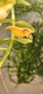 yellow neon backstripe garnalen, Dieren en Toebehoren, Kreeft, Krab of Garnaal, Zoetwatervis, Schoolvis