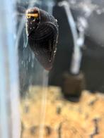 Jonge tylomalania slakken mix, Slak of Weekdier, Zoetwatervis