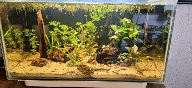 Superfish home 30, Dieren en Toebehoren, Vissen | Aquaria en Toebehoren, Zo goed als nieuw, Gevuld zoetwateraquarium, Ophalen of Verzenden