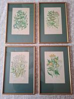 Botanische prenten in houten lijst. Vintage, Huis en Inrichting, Minder dan 50 cm, Ophalen of Verzenden, Zo goed als nieuw, Minder dan 50 cm