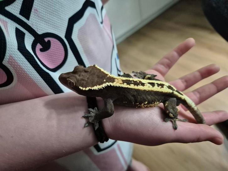 Correlophus ciliatus. Grested gecko. Wimper gecko