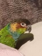 Pyrrhura blauwkeel met kooi, Dieren en Toebehoren, Vogels | Overige Vogels, Mannelijk, Tropenvogel, Geringd