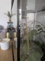 Wandelende takken psg1, Dieren en Toebehoren, Wandelende tak