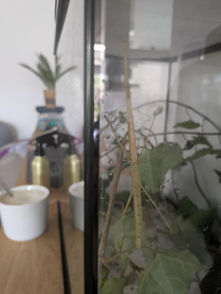 Wandelende takken psg1, Dieren en Toebehoren, Insecten en Spinnen, Wandelende tak