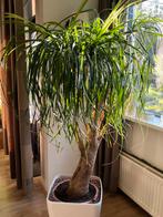 Olifantenpoot 2 mtr, Huis en Inrichting, Ophalen, 200 cm of meer, Overige soorten, Halfschaduw