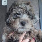 Mini merle labradoodle 34 cm hoog, Overige rassen, CDV (hondenziekte), 8 tot 15 weken, Meerdere dieren