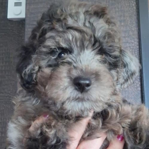 Mini merle labradoodle 34 cm hoog, Dieren en Toebehoren, Honden | Chihuahua's en Gezelschapshonden, Meerdere dieren, Overige rassen