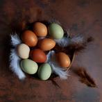 Broed eieren kleur easteregger regenboog rainbow eggers, Dieren en Toebehoren, Pluimvee, Kip