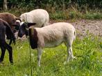 Ooilammeren dorper kruissing, Dieren en Toebehoren, Schapen, Geiten en Varkens, Geit